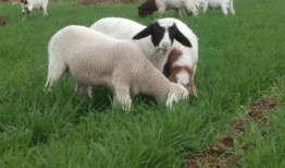 热点爆料羊崽视频,揭开农场养殖黑幕